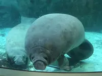 新屋島水族館の写真・動画_image_279385