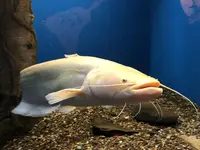 新屋島水族館の写真・動画_image_279387