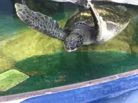 新屋島水族館の写真・動画_image_279395