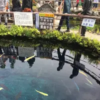 忍野八海の写真・動画_image_279491