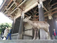東大寺 南大門の写真・動画_image_279657