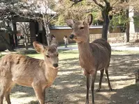 東大寺 南大門の写真・動画_image_279669
