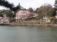 猿沢池の写真・動画_image_279679