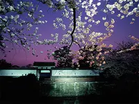 小田原城の写真・動画_image_27974