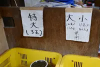 宮川製麺所の写真・動画_image_280328