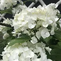 成就院の写真・動画_image_283039