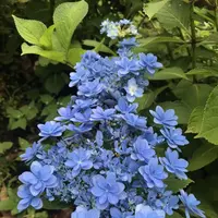 成就院の写真・動画_image_283041