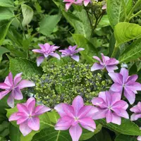 成就院の写真・動画_image_283042