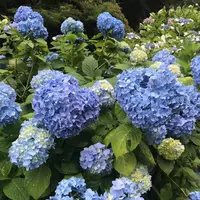 成就院の写真・動画_image_283044