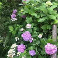 成就院の写真・動画_image_283046