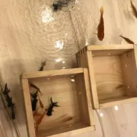 浅草きんぎょの写真・動画_image_284197
