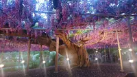 あしかがフラワーパークの写真・動画_image_284450