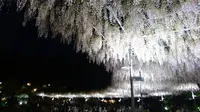 あしかがフラワーパークの写真・動画_image_284451