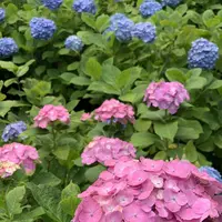 長谷寺の写真・動画_image_285521