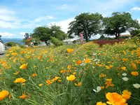 北アルプス牧場の写真・動画_image_285978