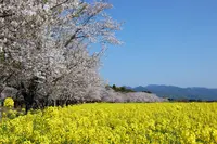 国指定特別史跡 西都原古墳群の写真・動画_image_288888