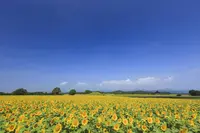 国指定特別史跡 西都原古墳群の写真・動画_image_288889