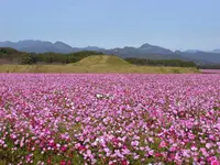 国指定特別史跡 西都原古墳群の写真・動画_image_288890