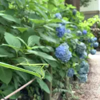 金華山の写真・動画_image_290253