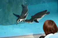 とべ動物園の写真・動画_image_290483