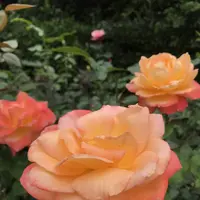 鎌倉文学館の写真・動画_image_291264