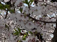 柴籬神社の写真・動画_image_291459