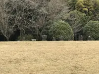 国指定史跡 岩戸山古墳の写真・動画_image_292580