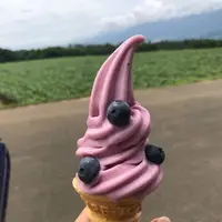 明野のひまわり畑の写真・動画_image_293219