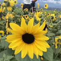 明野のひまわり畑の写真・動画_image_293220