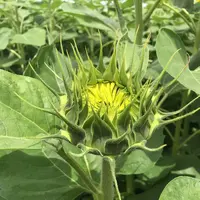 明野のひまわり畑の写真・動画_image_293221