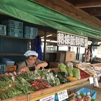 明野のひまわり畑の写真・動画_image_293222