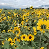 明野のひまわり畑の写真・動画_image_293223