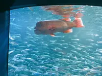 サンシャイン水族館の写真・動画_image_294074