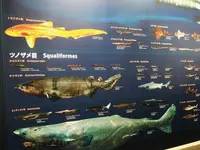 気仙沼シャークミュージアムの写真・動画_image_294533