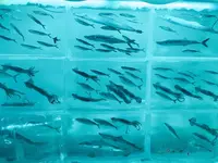 氷の水族館の写真・動画_image_294537