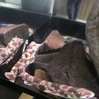 男鹿水族館GAOの写真・動画_image_294637