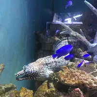 男鹿水族館GAOの写真・動画_image_294639