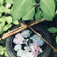 雲昌寺の写真・動画_image_294651