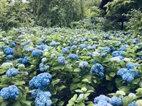 雲昌寺の写真・動画_image_294654