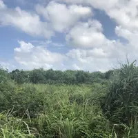 イグアナ岩の写真・動画_image_295845
