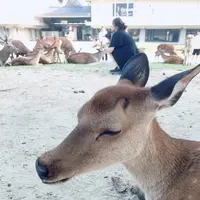 奈良公園の写真・動画_image_296456