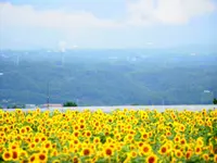 明野のひまわり畑の写真・動画_image_296722