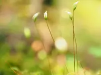 白駒池の写真・動画_image_296730