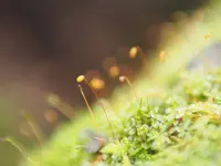 白駒池の写真・動画_image_296731