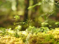 白駒池の写真・動画_image_296732