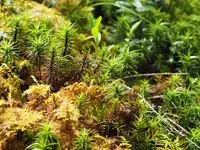 白駒池の写真・動画_image_296733