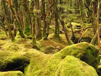 白駒池の写真・動画_image_296734