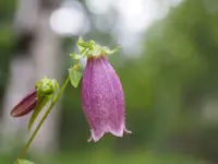 八千穂高原自然園の写真・動画_image_296737