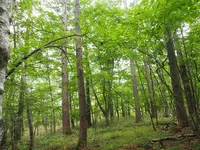 八千穂高原自然園の写真・動画_image_296739