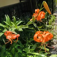 茶室 麟閣の写真・動画_image_296786